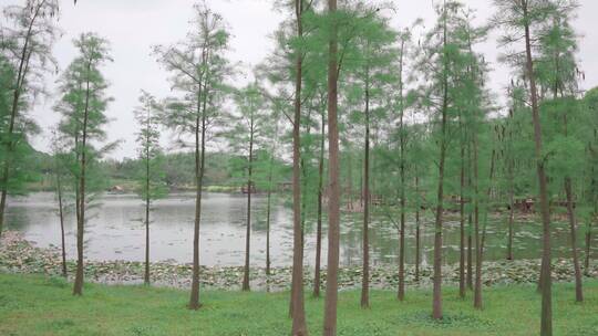 湖边松树荷叶绿植植物南宁青秀山视频素材模板下载