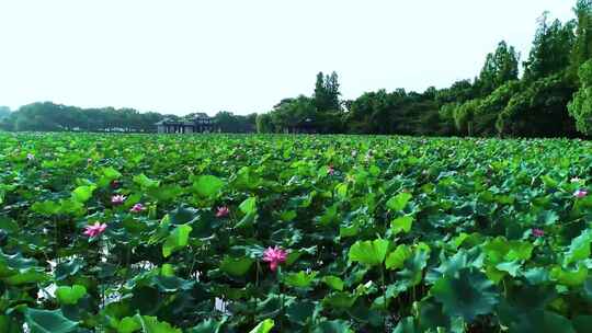 航拍杭州西湖曲院风荷荷花视频视频素材模板下载