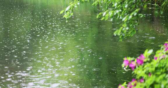 大雨雨水雨滴湖面波纹绿叶唯美意境