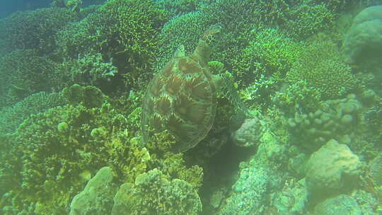 菲律宾海的海龟