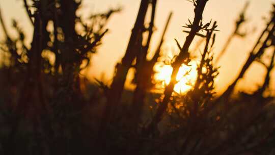 大漠沙漠夕阳落日植物