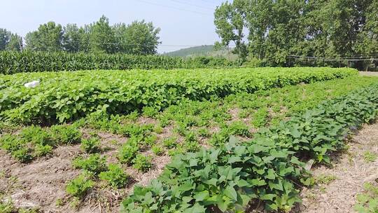 蔬菜种植视频素材模板下载