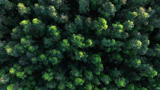 森林俯拍树林云雾山林云海绿色生态大自然