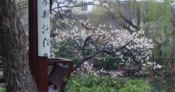 唯美梅花古亭古建筑局部特写