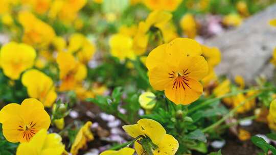 春天盛开的迎春花梅花腊梅