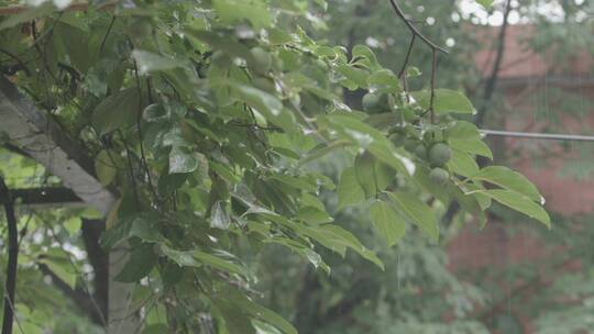 雨中的柿子树