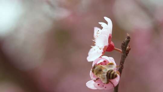 春暖花开春意盎然蜜蜂飞舞梅花绽放