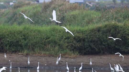 湿地栖息的白鹭群