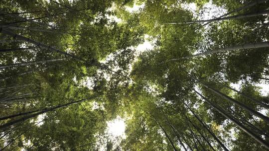 杭州西湖宝石山上的石板路视频素材模板下载