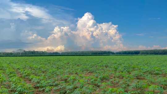 木薯种植上的白云之美