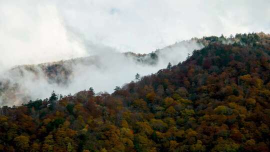 秋天的森林里雾气弥漫延时摄影