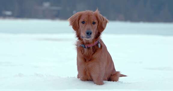 狗，金毛猎犬，玩耍，雪