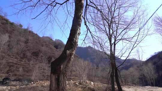 山间无叶树木与远山风景