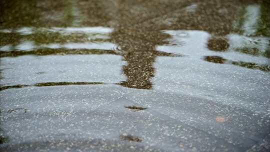 夏日雨季露珠实拍