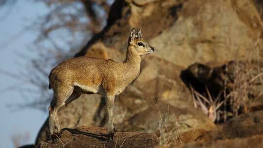 Klipspringer Antelop