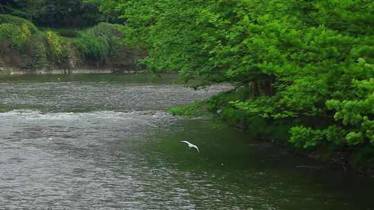 四川成都江安河春天飞翔的白鹭实拍片段