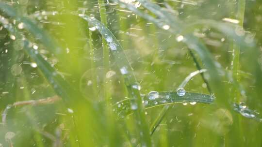 4K早晨植物 雨水浇灌 露珠露水 唯美