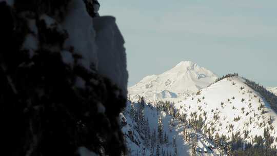 树，雪，山，冬天