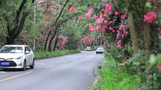 开满鲜花的公路，深圳香山中街车流