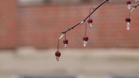 冻雨过后冻住的树木