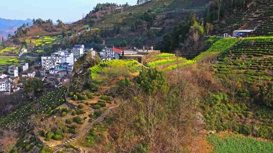 安徽黄山石潭油菜花