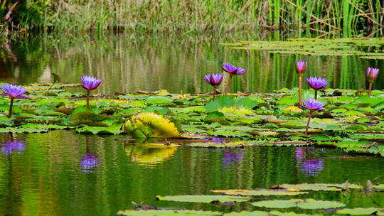 湿地公园风景莲花睡莲池塘湖景风光