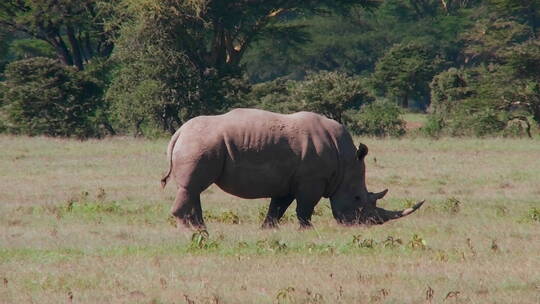 犀牛在非洲平原上吃草