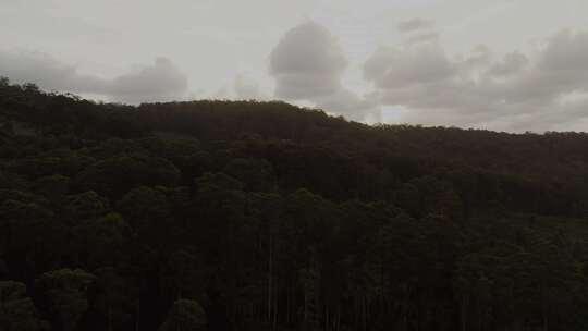 林地，森林，树木，山坡