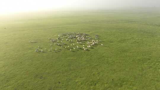 航拍晨雾中的羊群马群
