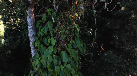 西双版纳热带雨林多样植物