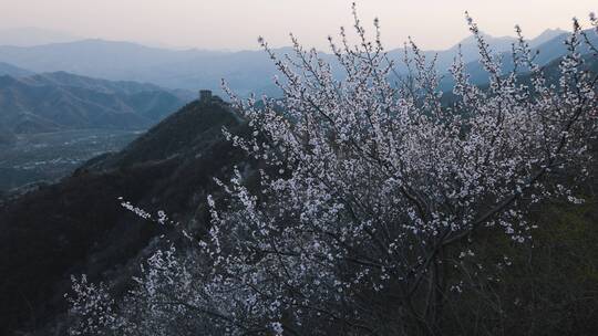 北京响水湖长城春季风光8k视频