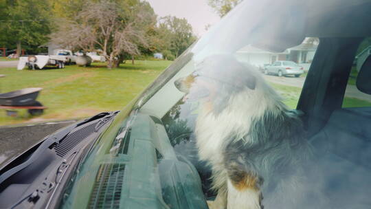 坐在行驶汽车上的狗狗