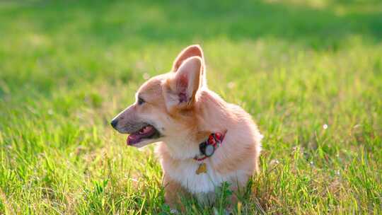 柯基犬，狗，宠物，犬