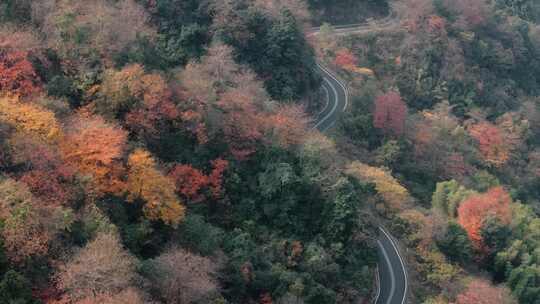 杭州富阳墅溪村林峰山森林秋色航拍