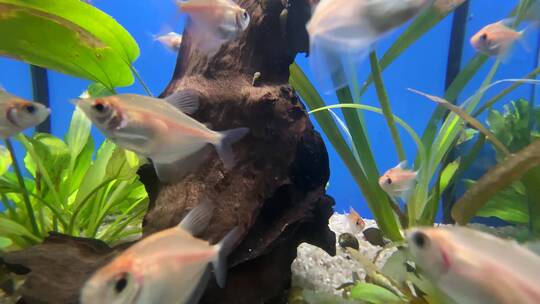 近景 水族馆视频素材模板下载