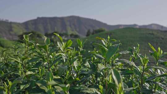 茶叶嫩芽 茶叶茶园安吉白茶