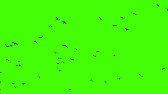 飞翔的鸟群绿幕抠像