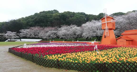 春天樱花郁金香花海风车春回大地空镜素材