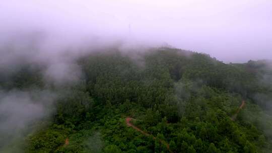 绿色雨林森林山林植物林地