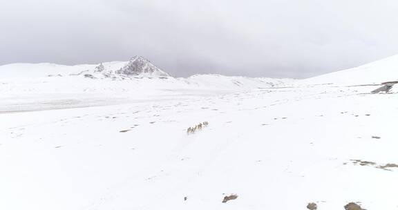 雪地景观