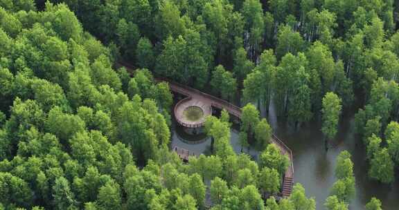 杭州临安青山湖水上森林水杉林