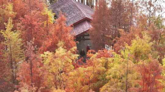 中国广东省广州市黄埔区知识城凤凰湖水杉