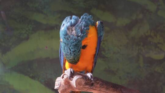 彩色的羽毛鹦鹉展开翅膀保护动物