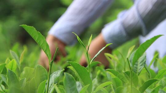 威海正棋山茶园里采茶的手