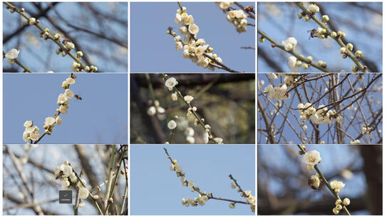 春暖花开腊梅花蜜蜂空镜