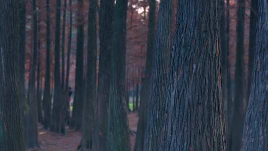 广州番禺大夫山森林公园落羽杉树林红叶视频素材模板下载