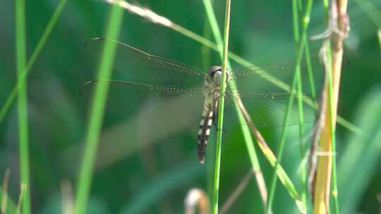 草丛中的蜻蜓