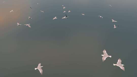 和谐大自然海鸥群飞舞
