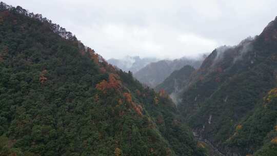 漫山红叶巴中光雾山附近