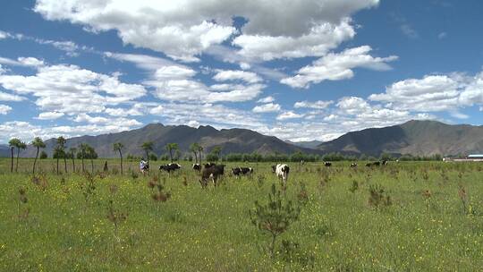 蓝天白云下田野里的奶牛